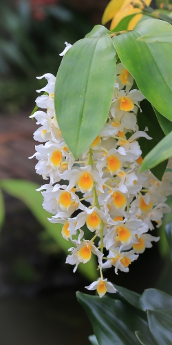 Orchidee achtigen geel