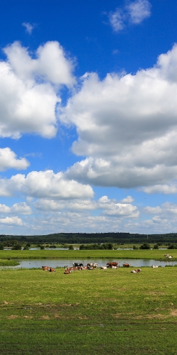 Koeien langs rivier