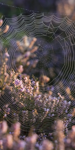 Spinnenweb in heide