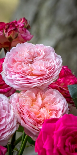 Pompoen rozen roze-rood