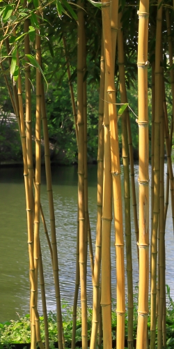 Bamboe langs water