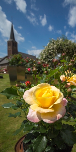Kerk met gele roos