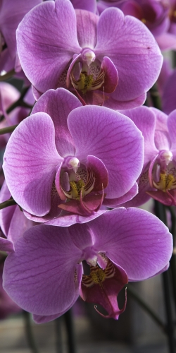 Orchidee paars