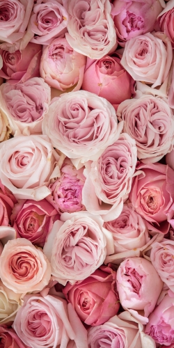 Rozen palet roze