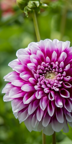 Dahlia wit-paars