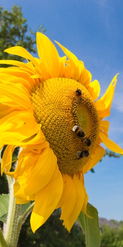 Zonnebloem met bijen
