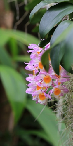 Orchidee achtigen