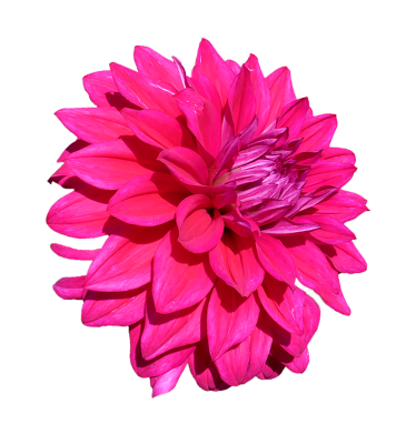 Dahlia roze