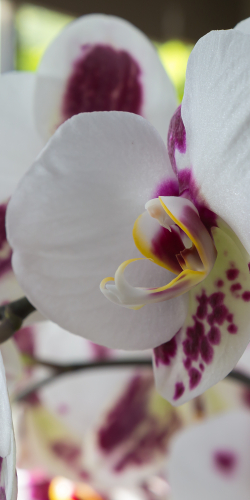 Orchidee wit/paars 1