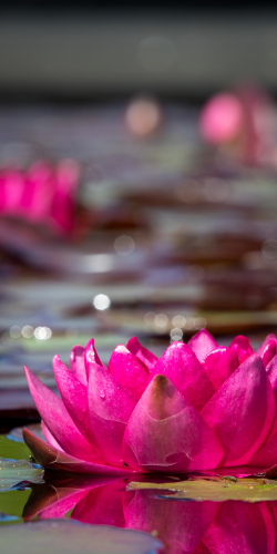 Waterlelie roze
